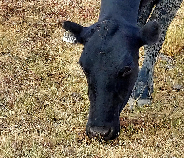 Our Montana Day Representative: Cow 406